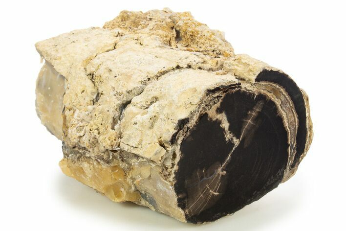 Wide Petrified Wood (Schinoxylon) Limb - Blue Forest, Wyoming #334982